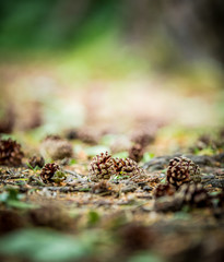 Forest floor pine cones