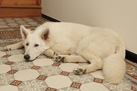 chien berger blanc couch&eacute; carreaux en ciment ancien 