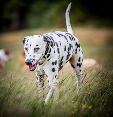 Obraz premium The Dalmatian