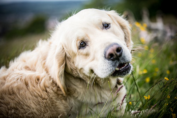 The Golden Retriever