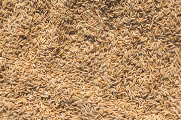 Textures of natural rice in sunlight on a dryer