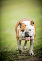 The English Bulldog