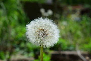 Fluffy and airy dandelion spring after flowering in seeds on a green blurred natural background