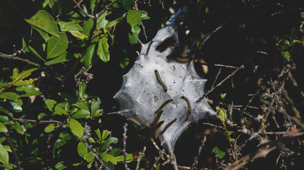 Raupen in Gespinst auf Pflanze