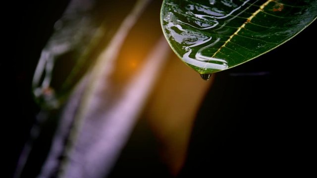 Droplets water falling slow motion from Frangipani or plumeria leaf tree on raing  of daytime in garden. It beautiful nature on sunlight. 