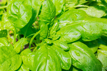 Green spinach leaves growing in greenhouse with waterdrops 2