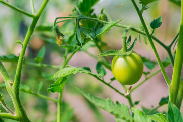 Little tomato growing in greenhouse