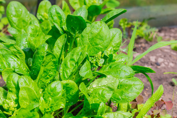 Green spinach leaves growing in greenhouse with waterdrops 2