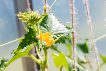 Blooming cucumber growing in greenhouse