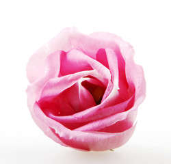 Rose close up, isolated on white background