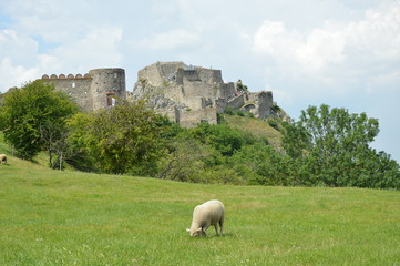 Ovce hradu Devín- Owce - Bursztynowym szlakiem Słowackim -Bratysława