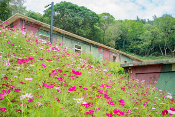 The abandoned military camp and Cosmos bipinnatus blossom