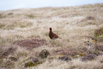Grouse