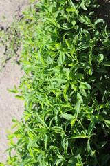 Obraz premium Green lawn