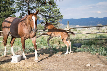 Obraz premium Colt Runs and Plays With Mother