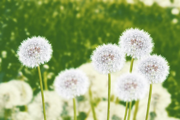 Fluffy dandelion flower against the background of the summer landscape.