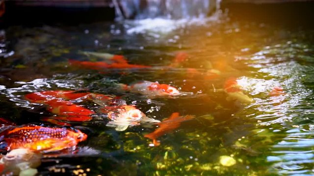 Koi fish or Amur carp fish slow motion swimming in pond. It more specifically nishikigoi and colored varieties of carp in outdoor ponds or water gardens