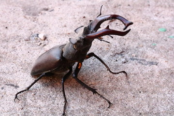 stag beetle