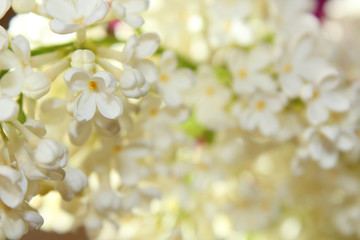 Beautiful white lilac flowers. Blurred background. Close-up. Background.