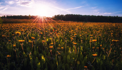 Field of dandelions