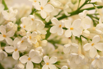 White flowers of lilac. Close-up. Background. Texture.
