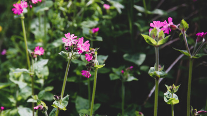 Blüten Cornwall England