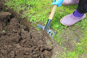 A woman digs the earth in the garden with a shovel. Agricultural work. Close-up.