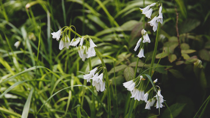 Fototapeta na wymiar Blüten Cornwall England