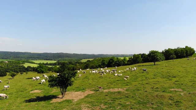  aerial image of cows an bulls in a field