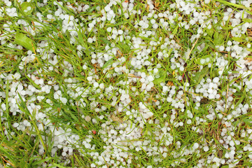 Hailstones that fell in the summer. White hailstones on green grass. Close-up. Background. Texture.