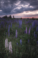 Lupine field at sunset