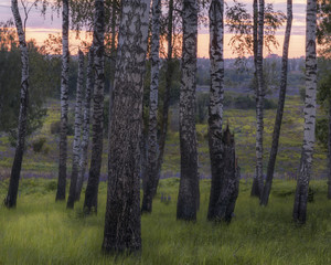 Russian, birch grove