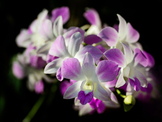 Fototapeta na wymiar Close up orchid.