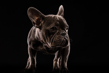 Fototapeta na wymiar Close-up Portrait of Funny French Bulldog Dog and Curiously Looking, Front view, Isolated on black background