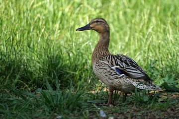 Closeup view of mallard female duck