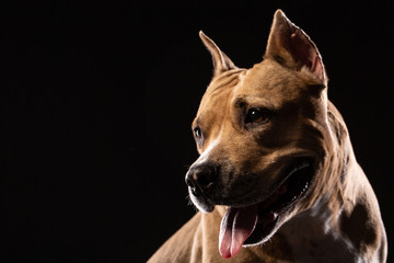 Portrait of A red pit bull on a black background.