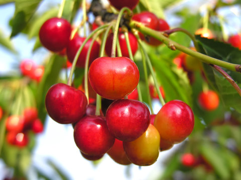     close-up of ripening sweet cherries on a tree in the garden