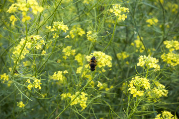 Bee on the Wild Rocket (Sisymbrium loeselii) yellow flowers. Flowering meadow