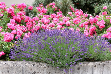 Summer Garden, Sommergarten, Mauerbepflanzung mit Rosen und Lavendel