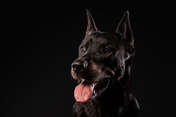 Doberman Pinscher against black background front view