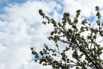 flowers apple-tree