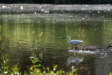 White Egret in the pond