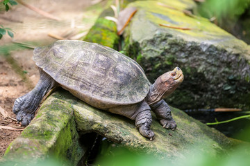 Fototapeta premium A little galapagos (giant) land turtle in Singapore zoo