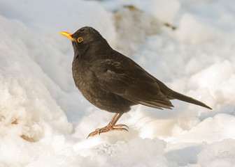 Common blackbird standing in the snow