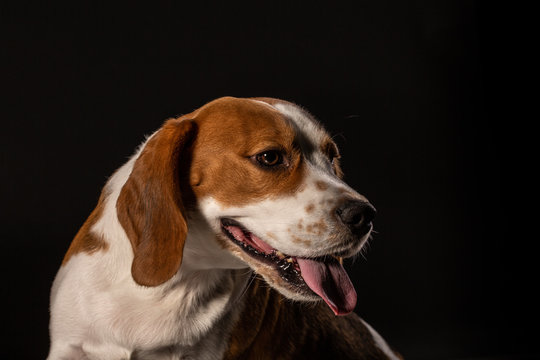 Beagle dog on the black background