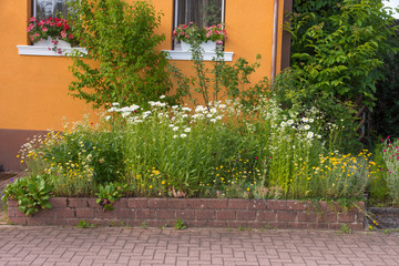 Ländlicher Vorgarten mit einheimischen Pflanzen und Blumen