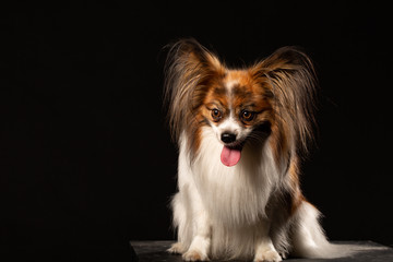 Portrait of a Papillon dog against dark background