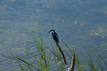 Common Kingfisher - Martin-pêcheur d'Europe