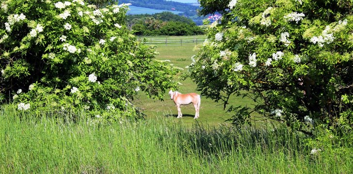 รูปภาพHolunderbusch เลือกดูภาพถ่ายสต็อก เวกเตอร์ และวิดีโอ273 Adobe