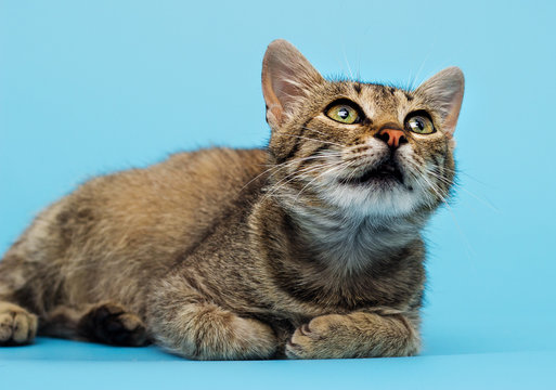 tabby cat looking at blue background